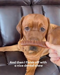 Shop Rusty's tasty treats on his PetSmart Creator storefront and check out his favorite picks! 🙌 | PetSmart