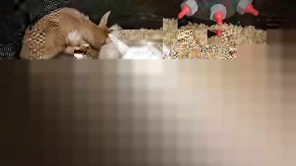 Newest Nigerian dwarf babies that are available to leave now as grade bottle babies Cream blue-eyed doeling White brown eyed buckling Both born 2-26-25 Already trained to milk bucket with access to cold milk 24/7 If you would like more information on either of these babies please private message me | Sweet Clover Farm