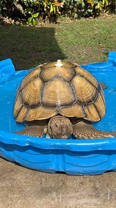 Secrets to a beautiful, healthy shell #tortoise #sulcata #sulcatatortoise #africanspurredtortoise #spaday | Tilly G The Tortoise