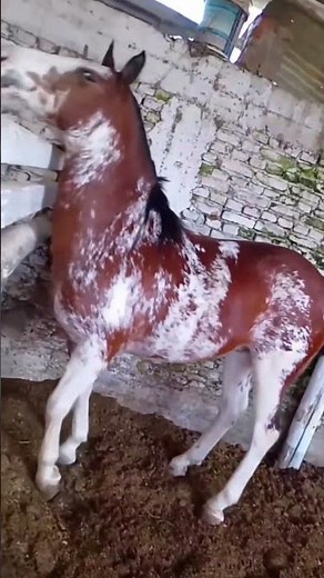 The overo was crazy 🧏