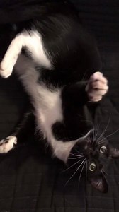 18 reactions · 4 comments | Padmé is ready for the weekend and ready to play! Claws out and everything 廊 | Stephanie Sine | Facebook