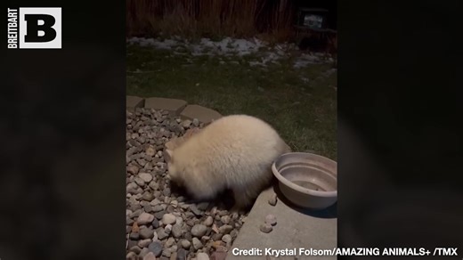 12K views · 504 reactions | The Blonde Bandit!! A woman in Hornick, Iowa, found a "criminal" of a different stripe when she looked out her window and saw "Blondie," a rare light-colored raccoon, "casing" her house. Blondie is apparently a connoisseur of grapes, bird food, and corn. | Breitbart | Facebook