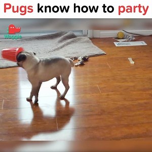 Pug chug! Pug chug! | Waggle