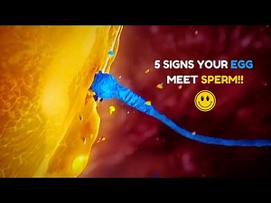 5 Major Signs Your Egg Has Been Fertilized - Egg and Sperm Meet Symptoms