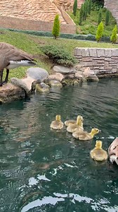 Hossam Dagher on Reels