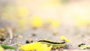 Driver Ants Swarm Over Attack Worm Stock Footage Video (100% Royalty-free) 9696884 | Shutterstock