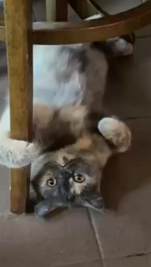 Mascotas chistosas on TikTok