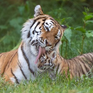 Baby cubs at Banham Zoo explore their Norfolk enclosure. | Daily Star