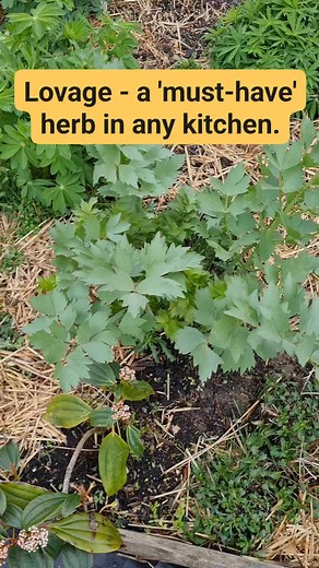 **Lovage (*Levisticum officinale*) can transform even the simplest dishes into gastronomic masterpieces. It is the first herb to be harvested in our garden. Lovage is a perennial herb from the parsley family, noted for its robust, celery-like flavor with hints of parsley and anise. Its leaves, seeds, and roots are all edible, offering versatility in cooking. The leaves are commonly used in salads, soups, and stocks, while the seeds can be incorporated into bread, pickles, and marinades. Beyond i