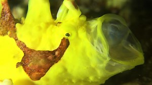 Yellow Warty FrogFish wp cxPrL #wildlife #nature #fish #ocean | PreeOcean