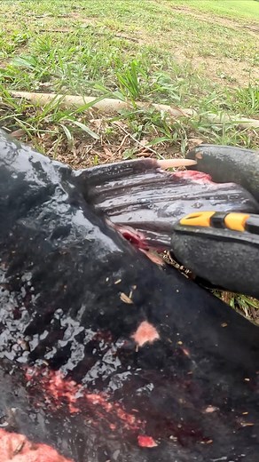 Catfish have sharp fins and spines!! They can puncture, stab, and poke you even when handled correctly! Especially blue and Channel cat! Phierces first Alabama fish!! #fishinglife #catfish #fyp #pain #tough #fun #adventure #trending #fishing #fail #kids #kid #family #outdoors #monetization #viral #merica #america #usa #reels #happy #food #blue #bluecat #alabama #bama #amazing #soines #fins #fin #poke #boats #lakelife #water | Nathan Wayne Williams