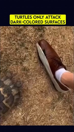 Turtles, due to instinctual feeding behaviors shaped by their natural environment and prey, primarily target dark-colored surfaces. The reason for their preference is mimicry: dark colors resemble the hues of their natural prey, such as insects, crustaceans, or small fish. | Techtuv