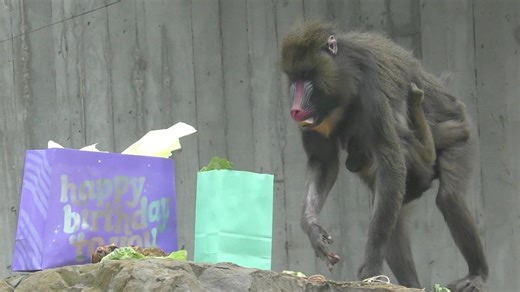 6.8K views · 390 reactions | Join us in wishing a happy 21st birthday...