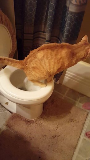 Cat Uses Toilet Like a Pro: A Hilarious Moment