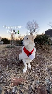 Fred The Afghan on Reels