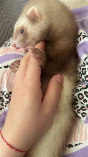 Funny Ferret Moments: Spanko and Frecia254 Laughs