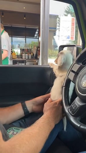 715K views · 7K reactions | Where is the pup cup lady? 廊 @jamespawter via TikTok | Dachmoji & Sausage Dog Lovers | Facebook