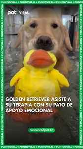 1.6M views · 129K reactions | Un Golden Retriever asistió a su sesión de hidroterapia con un tierno acompañante: su pato de apoyo emocional. #GoldenRetriever #PatoDeApoyo #TernuraAnimal #hidroterapia #PUNTOVIRAL | Pat Bolivia | Facebook