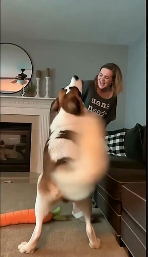 Saint Bernard's Hilarious Humping Moment You Won’t Believe! 😲 #shorts #dogshorts #funnydogvideo