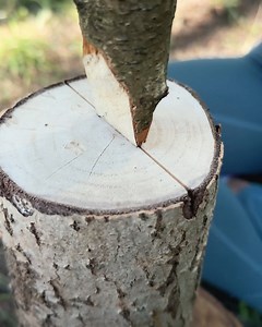 69K views · 252 reactions | Slicing logs with knife | DeMilked | Facebook