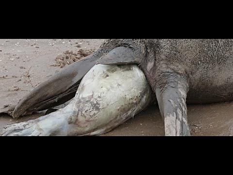 Grey seal birth tail first at Donna Nook