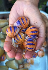 Chilean Seafood Haul: Catch and Cook Acorn Barnacles & More