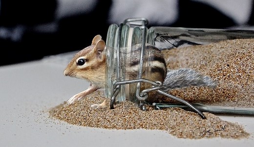 How To Catch A Chipmunk In Your House - Squirrels at the Feeder