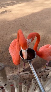Flamingos having a drink. #animalvideos #funny #flamingo PayPal for donate: https://www.paypal.com/donate/?hosted_button_id=E88MY4RF5CXNU Thanks! | Animals Videos