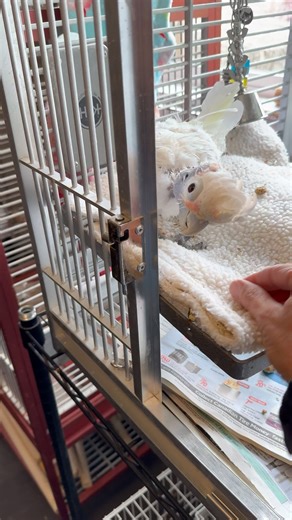 27K views · 2K reactions | Watch When I have To Wake Up Coco To Go To Doctors. She hates it!! | Lucky Lou and Coco Too | Facebook