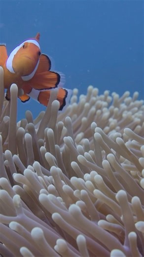 1K views · 28 reactions | Anemone Garden 李 視 Spotted at Halik, Gili Trawangan, Indonesia #scuba #scubadive #scubadiver #ssi #divessi #wearessi #mantadivegilit #gilit #gilitrawangan #lombok #bali #ocean #oceanlover #diveshop #diveinstructor #ssiinstructor #divewithme #marinelife #marinephotography #photography #clownfish #fish #indonesia #diveindonesia | Manta Dive Gili Trawangan | Facebook