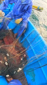 176K views · 2K reactions | Rezeki Nomplok Dapet Segerombol Udang Jerbung Babon | Nelayan Pangandaran | Facebook