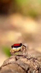 Allah is Almighty | Dr. Rebeka Sultana