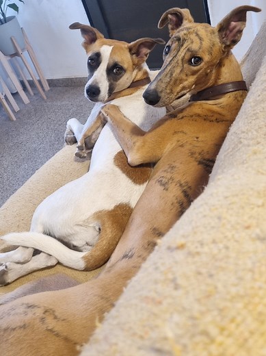 Amor por los galgos: Descubre la raza greyhound