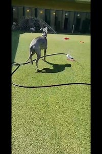 Pet Paradise Charlotte Airport on Reels