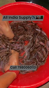 702 reactions · 64 shares | Kolkata Naihati ka fish wholesale price.for all India Supply.All Types of FISH SEEDS & Spawn Available here..Call or WhatsApp-89813116467980060113All Types of fish seed Available PATHAK INTERNATIONAL FISH SEEDS COMPANY PVT. LTD. pathakfishseedsupply@gmail.com#fishing #rupchanda #fish #firming #supplier #seeds#pathak #fishsupply #fishing | Pathak Fish Seed Supply | Facebook