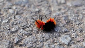 Download Wonderful hairy orange and black caterpillar on asphalt Costa Rica. for free