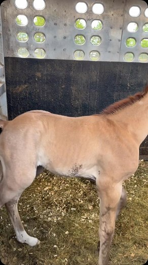 BABY FEVER 🥰 . . . #foal #foalsoftiktok #babyhorse #babyfever #horse #horses #spring #love #kentucky #hastedrafthorsesandmules #fyp | Haste Draft Horses and Mules