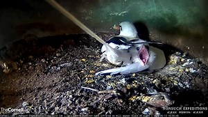 5K views · 301 reactions | The 20-day-old tropicbird chick emerges to yawn and nibble on the adult's wing. White-tailed Tropicbirds are some of the most solitary seabirds. Spending most of their lives over the open ocean, these tropicbirds are rarely found inshore and generally avoid the land and water near their breeding islands outside of the nesting period.   AllAboutBirds.org/Tropicbirds | Bird Cams | Facebook