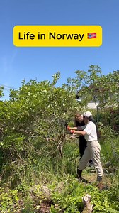 We’re lovin’ Norwegian summer 🇳🇴 #norway #summervibes #garden #flowergarden #gardeninspiration #beach #swimming | Filipina in Norway-Rosel Escalante