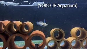 Knight Goby all dear full stock ….! | YOKO JP Aquarium | Facebook