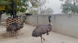 Kirmani Breeding Farm on Reels