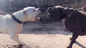 Alpha Dogo: Cane Corso Dogo Argentino Mix