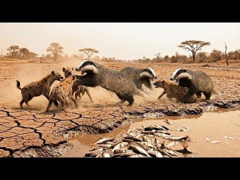 Hyena vs Bear Fight Over Fish | Brutal Wildlife Battle