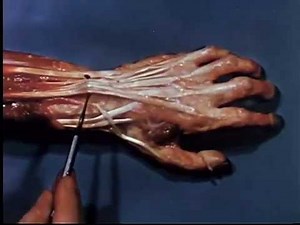 Functional Anatomy of the Hand