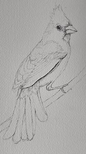 Miss. Indiana process pics. Making time most days to sketch a specific subject has been rewarding. It has become a little bright spot in the day. I found a vintage looking bird field guide at a thrift store and have been toting it around with a sketchbook to put in some pencil miles specifically practicing bird drawings. I’m pleased with how that’s helping finished pieces! #pencilmiles #birds #birding #naturejournal #watercolor #lineandwash #auburnindiana #homeschoolmoms #auburnatriumartists | C