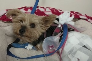 Tiny Yorkie Takes on Attacking Coyote, Saves Little Girl