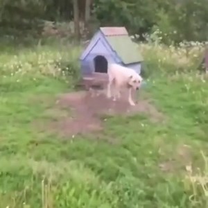 16K views · 502 reactions | Trying to think positive 藍藍 | Best photos of the world | Facebook