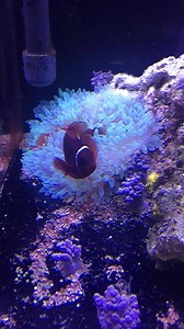 20 reactions | This Aussie Maroon Clownfish pair plus host anemone is available to purchase on our website for $249 plus shipping! | Pacific Island Aquatics | Facebook