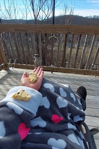 Hand feeding a Male, downy woodpecker suet. | Karen Brooks