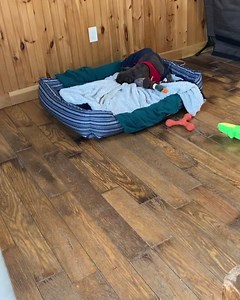 Wake up, sleepy head 💜 | Philly Bully Team